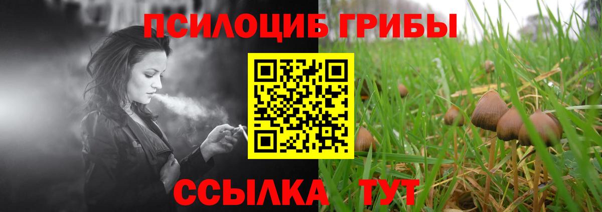 Псилоцибиновые грибы Cubensis  магазин продажи наркотиков  Новокубанск  Вход с VPN 